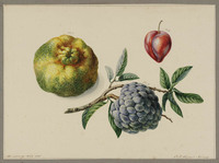 BB+ 014
<br/>
Pruim van Sola Tiga, Chinaa's Appel of Djerok Manis en Sirikaya
<br/>
<em>Koning, Elisabeth Johanna (1816-1887)</em>